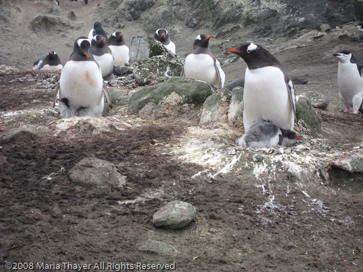 Gentoo Penguins with chicks