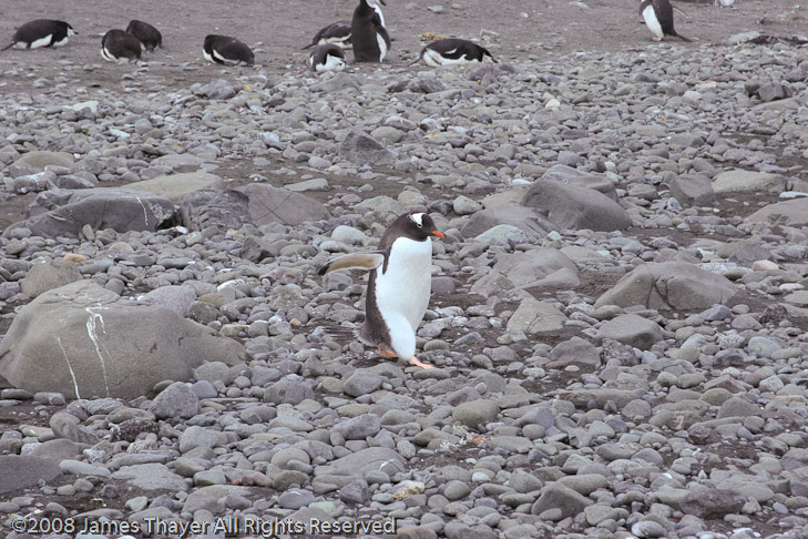 Gentoo Penguin