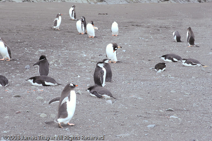 Gentoo Penguins and Chinstrap Penguins