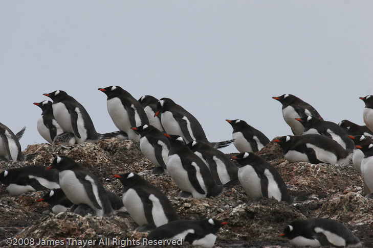 Gentoo Penguins