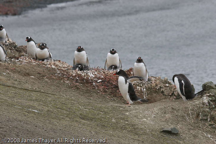 Gentoo Penguins with chicks