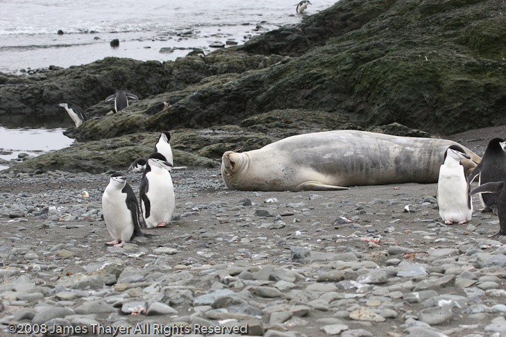 Weddell Seal and Chinstrap Penguins