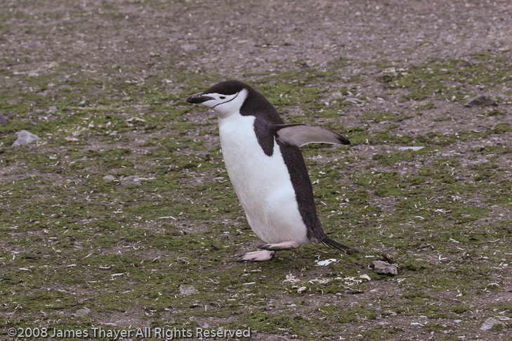 Chinstrap Penguin