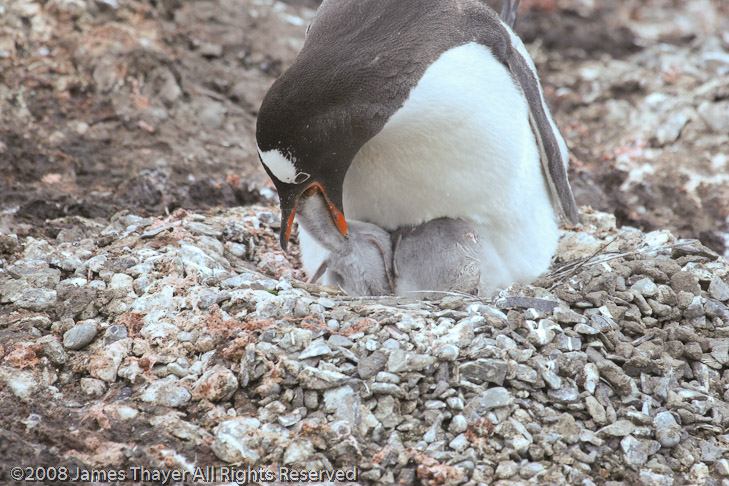 Gentoo Penguin feeding a chick