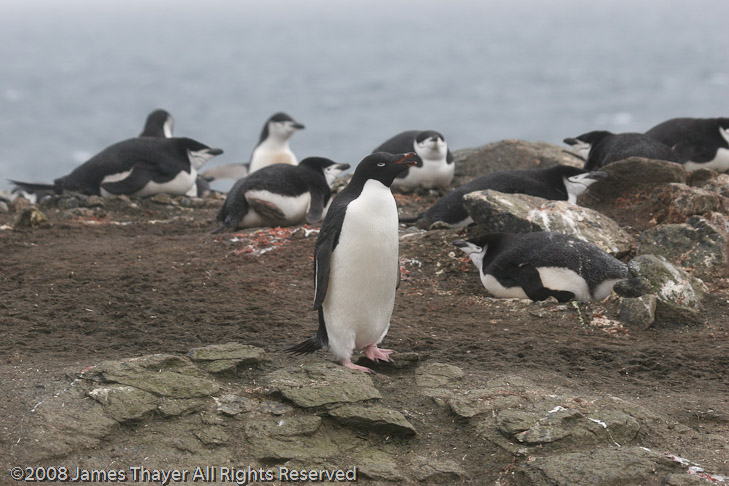 Lone Adelie Penguin