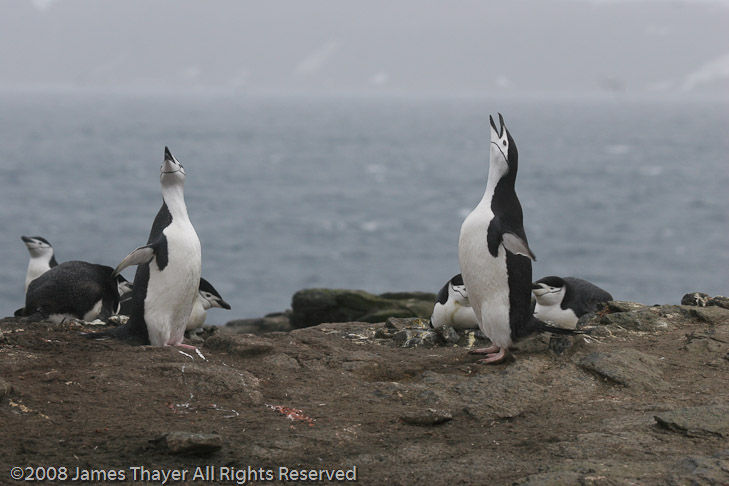 Chinstrap Penguins bugling
