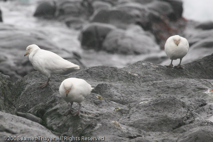 Pale-faced Sheathbills