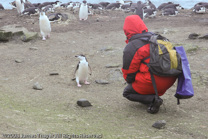 Marieke encounters a penguin
