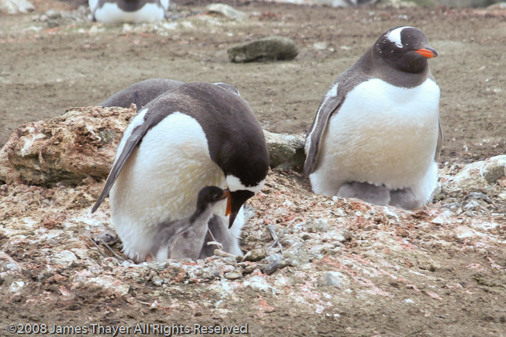 Gentoo Penguin feeding a chick