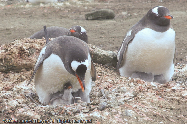 Gentoo Penguins with chicks
