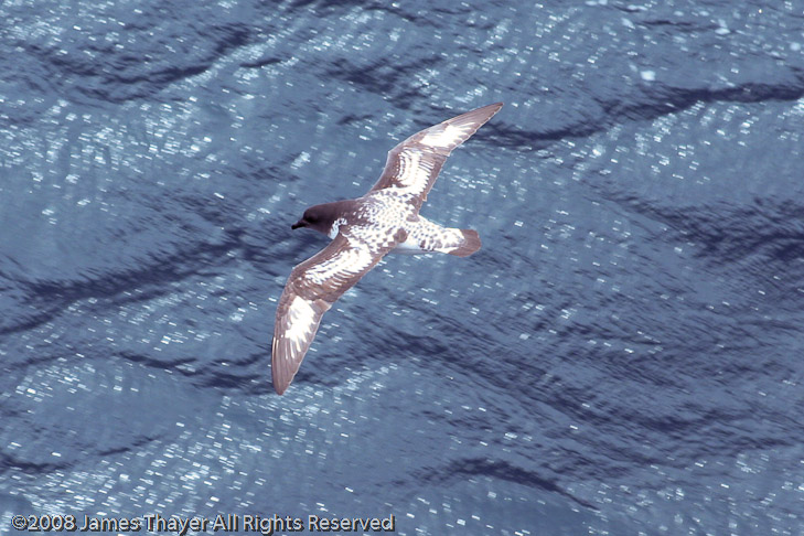 Cape Petrel