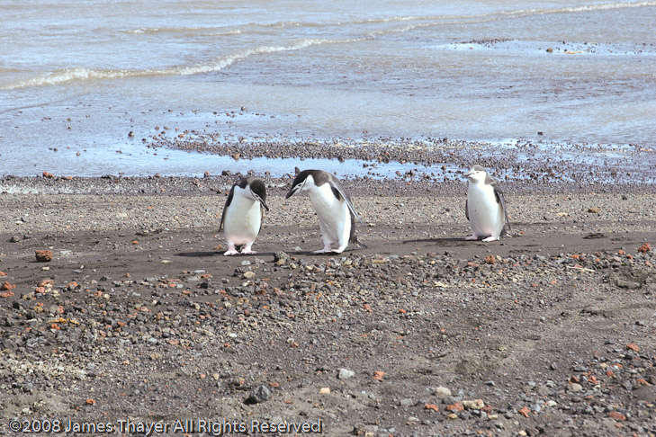 Three curious Chinstrap Penguins