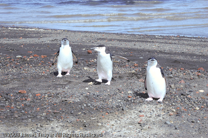 Three curious Chinstrap Penguins