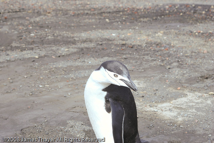 Chinstrap Penguin