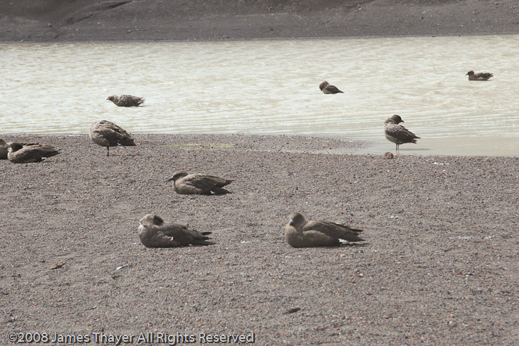 Fresh water pond and skuas