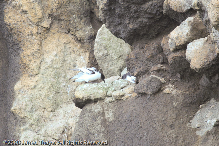 Nesting Cape Petrels