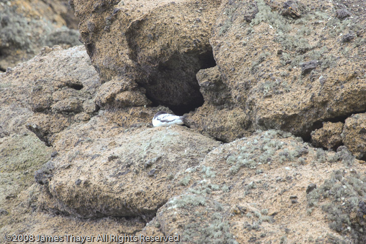 Nesting Cape Petrel
