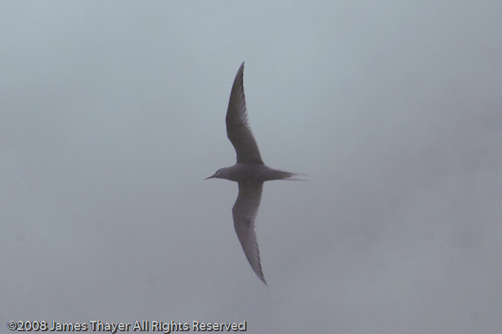Antarctic Tern