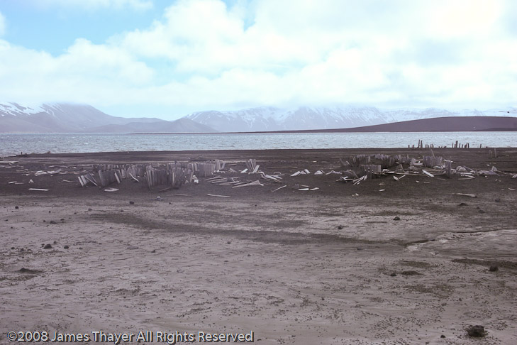 Whale oil barrels. Now used as a nesting site by Antarctic Terns