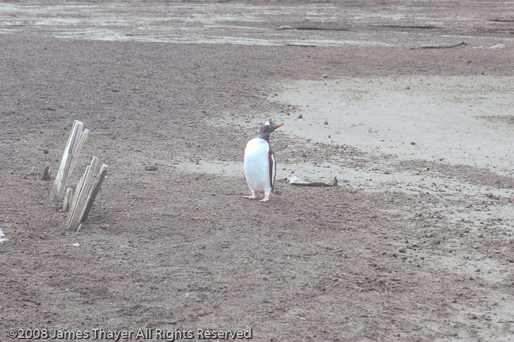 Gentoo Penguin