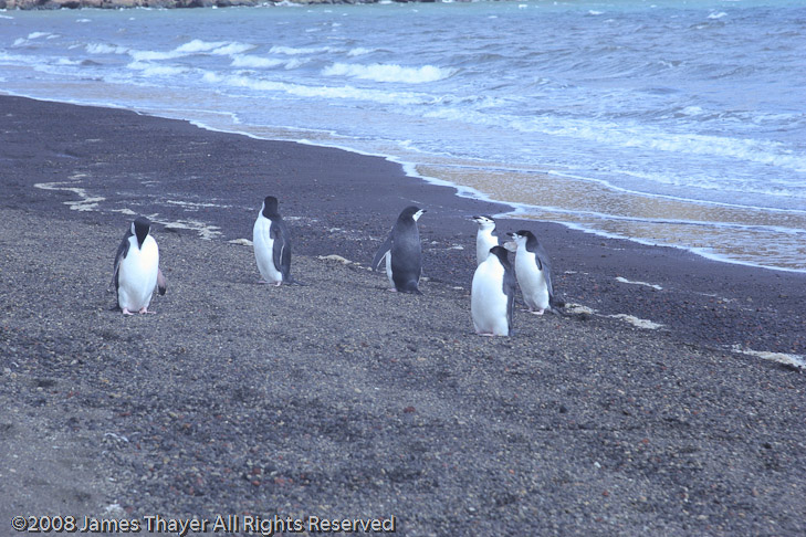 Six pack of chinstrap penguins