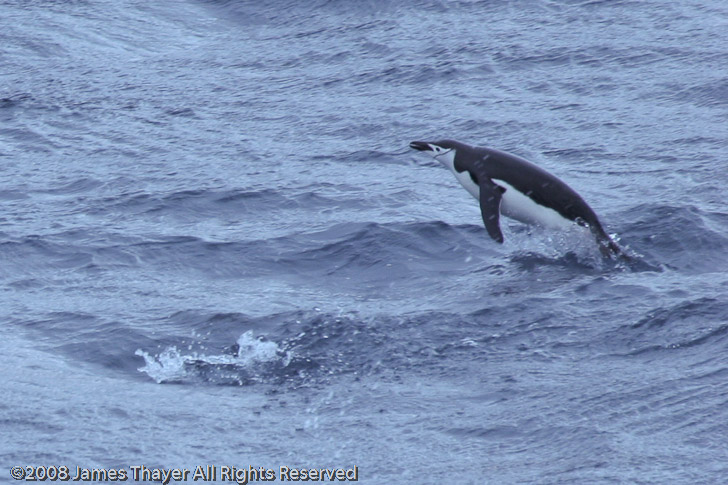 Swimming Chinstrap Penguins