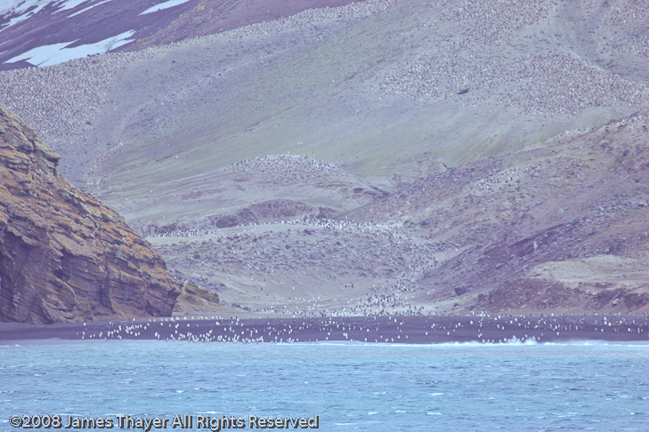 Chinstrap Penguin Colony on the outside of Deception Island