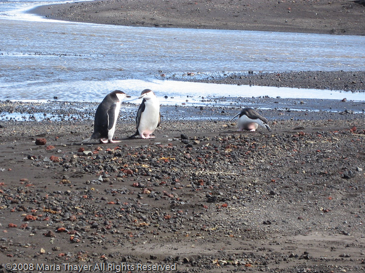 Chinstrap Penguins on the Beach at Deception Island