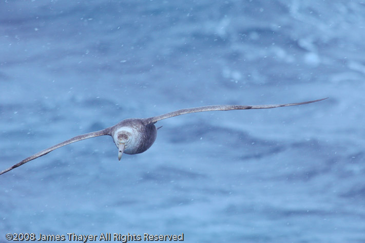 Southern Giant Petrel