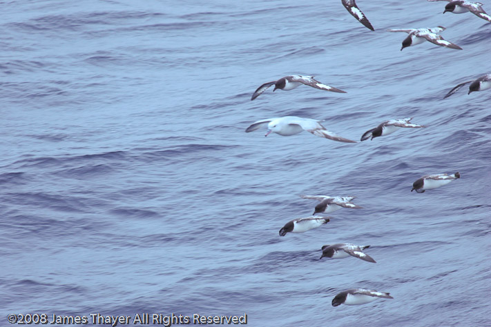 Southern Fulmar with Cape Petrels
