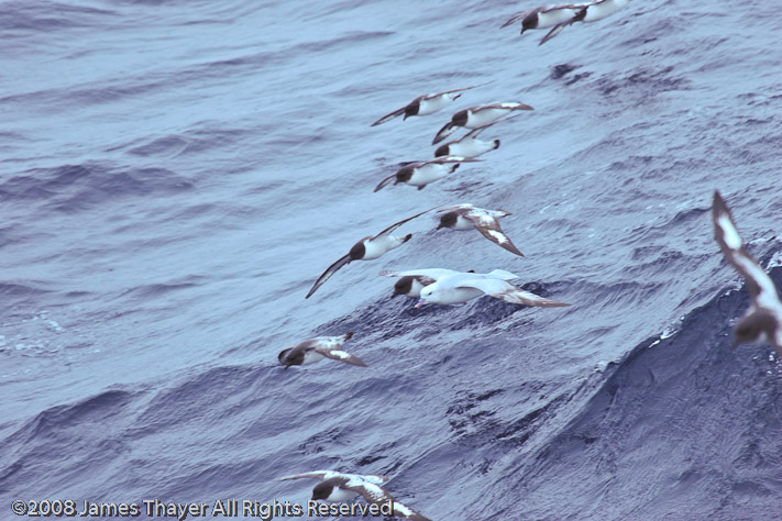 Southern Fulmar with Cape Petrels