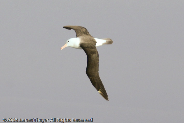 Black-browed Albatross
