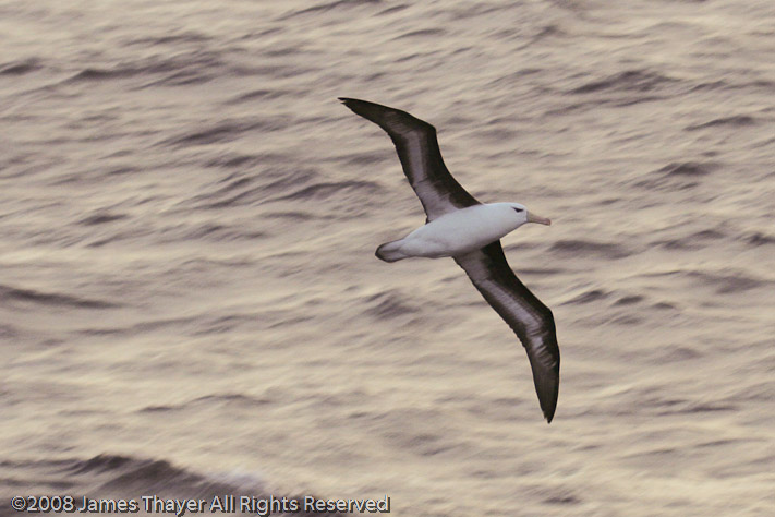 Black-browed Albatross