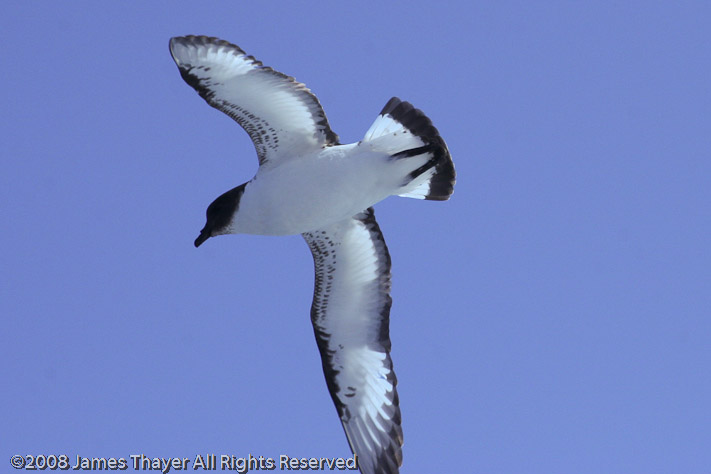 Cape Petrel