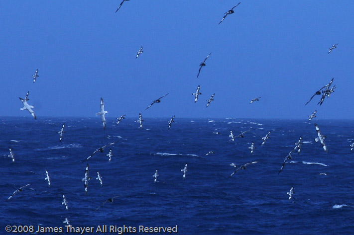 Cape Petrels