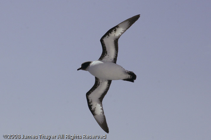 Cape Petrel