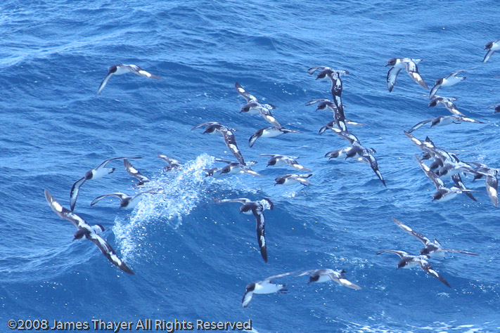 Cape Petrels