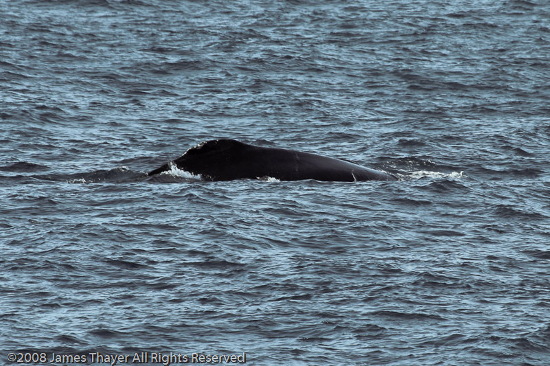 Humpback Whale and Calf