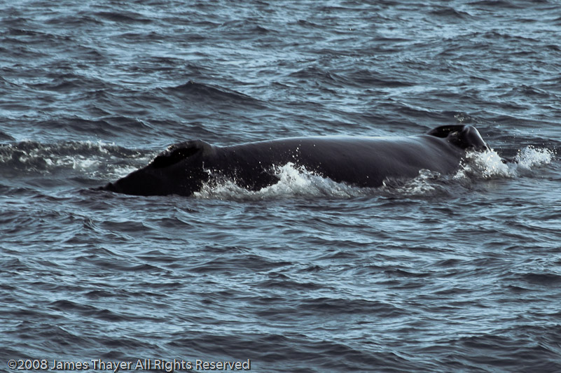 Humpback Whale and Calf