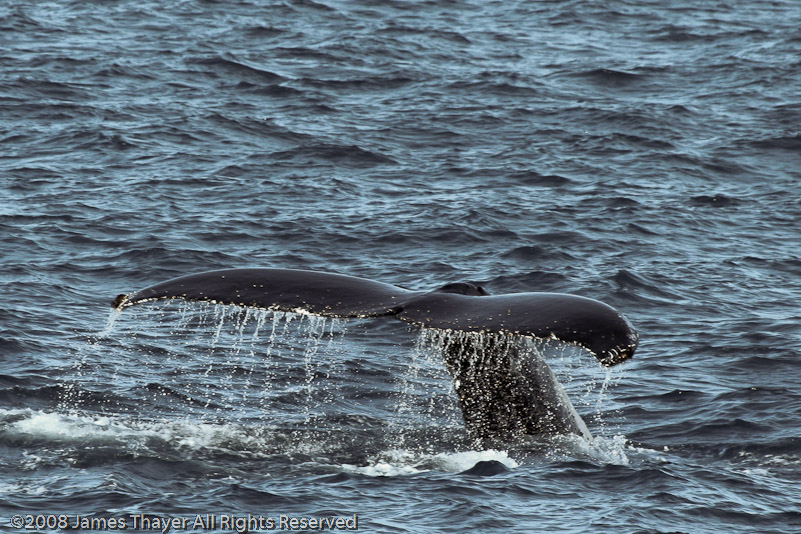 Humpback Whale and Calf
