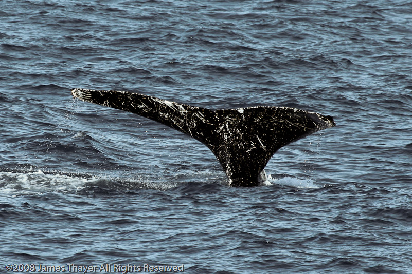 Humpback Whale and Calf