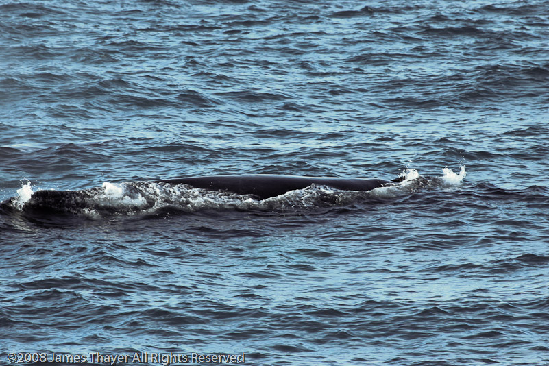 Humpback Whale and Calf