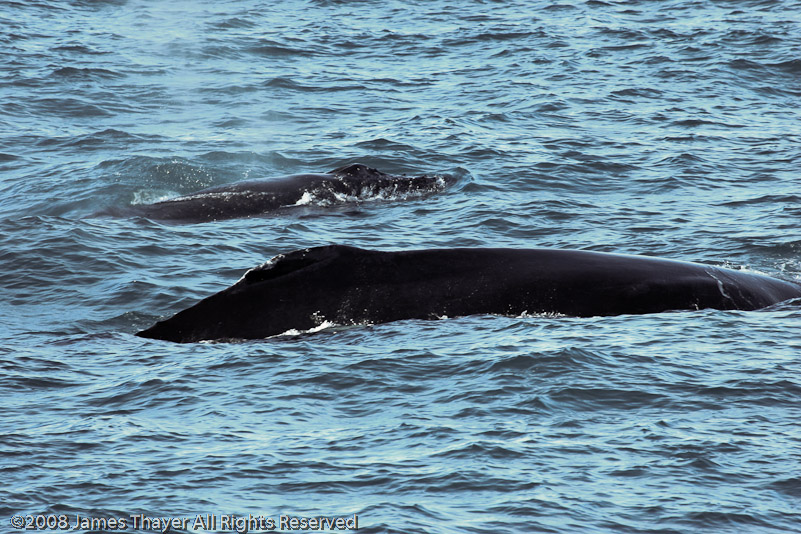 Humpback Whale and Calf