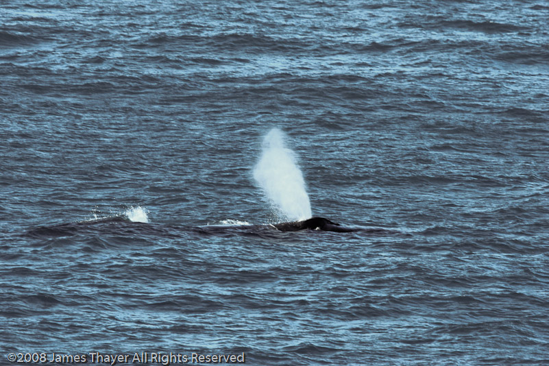 Humpback Whale and Calf