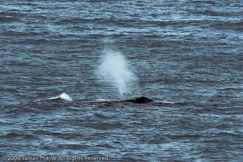 Humpback Whale and Calf