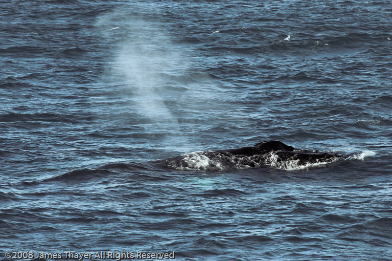 Humpback Whale and Calf