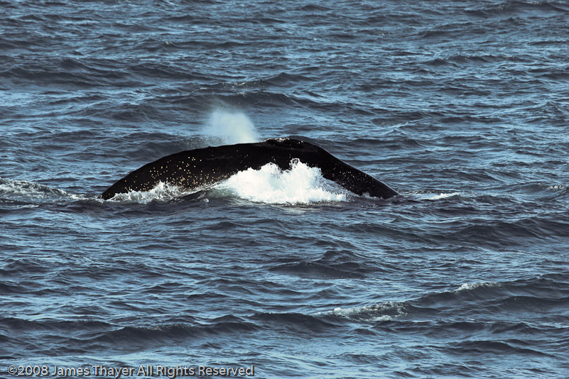 Humpback Whale and Calf
