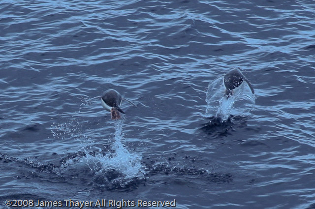 Swimming Penguins