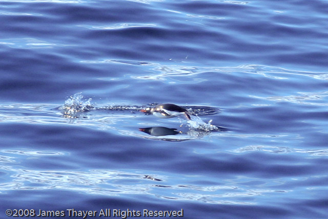 Swimming Penguin
