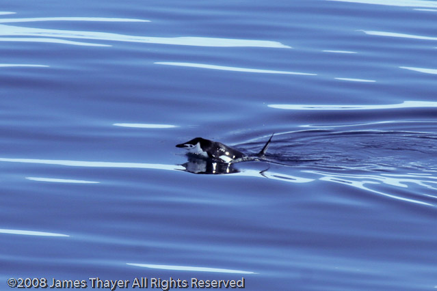 Chinstrap Penguin out for a swim